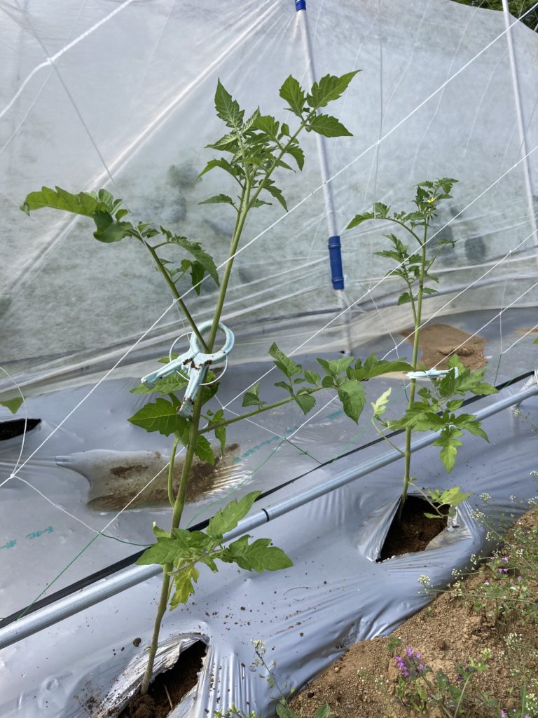 アーチ作りとトマトの苗を植えました ひまわりオーガニックファーム