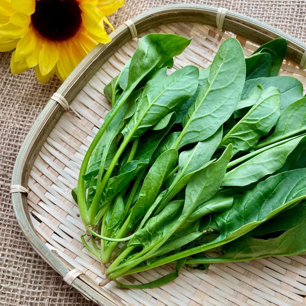 当園の冬の名物 甘くて美味しいほうれん草の 弁天丸 が今年も元気に育っています ひまわりオーガニックファーム